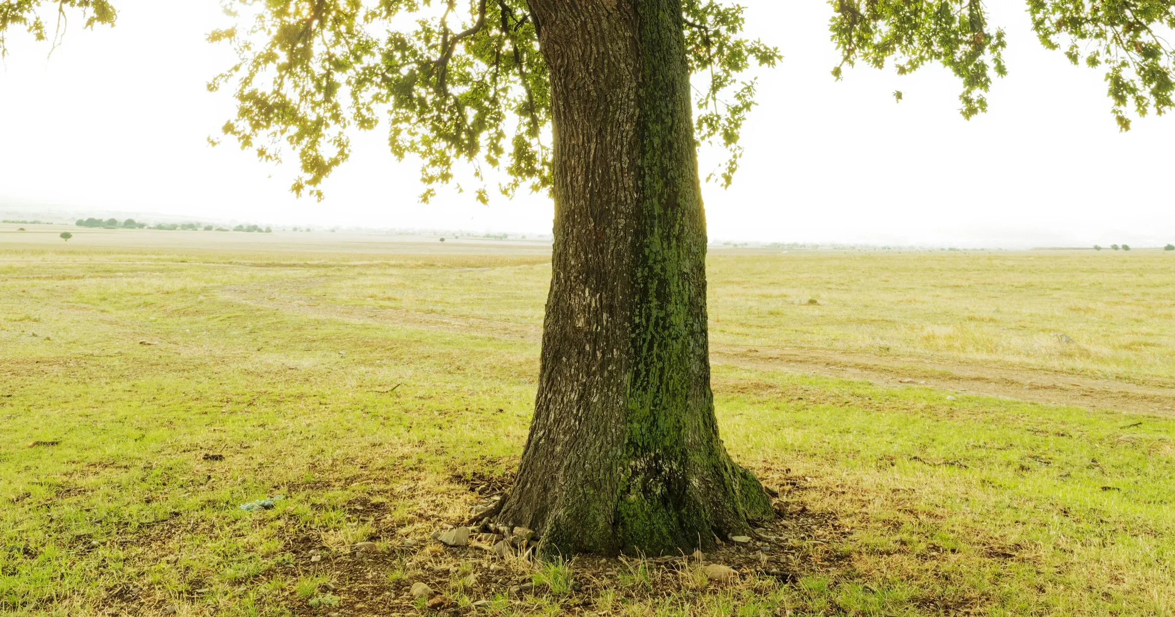 The base of a mature oak tree widening into a visible root flare at ground level