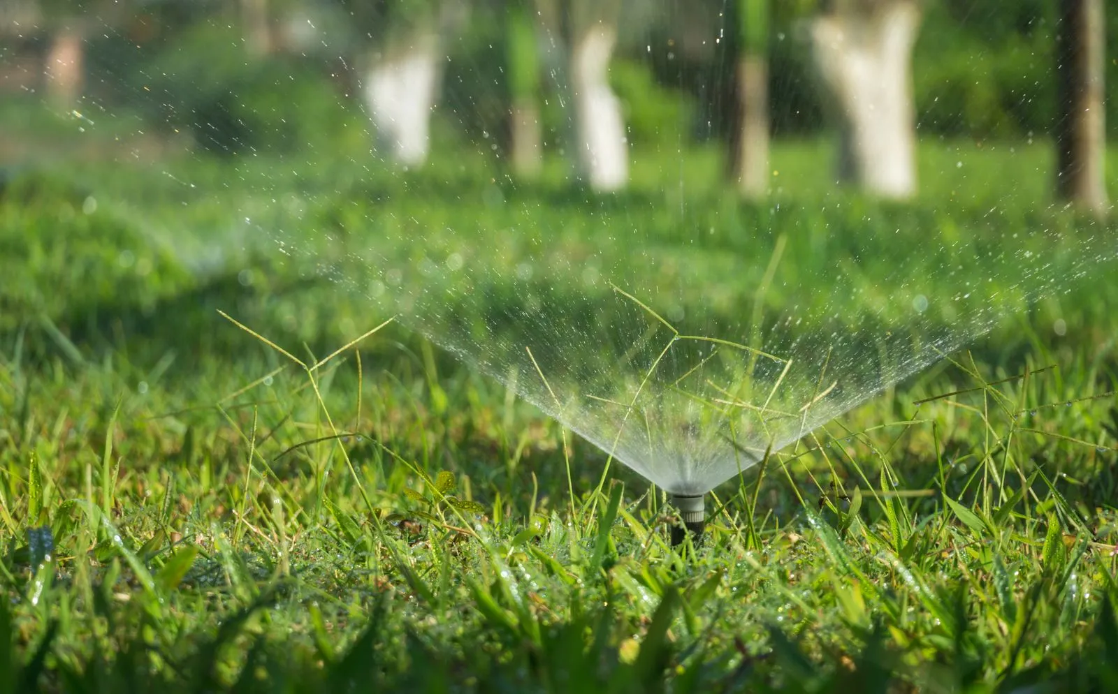 A pop-up sprinkler head spraying a low fan of water across a lush green lawn on a sunny day